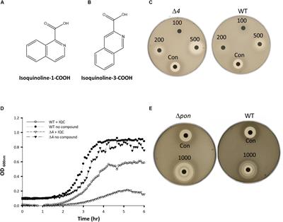 A Small Molecule Inhibitor of CTP Synthetase Identified by Differential Activity on a Bacillus subtilis Mutant Deficient in Class A Penicillin-Binding Proteins